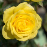 Rose Speks Yellow
