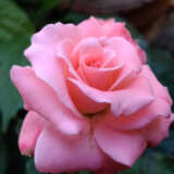 Rose Tiffany