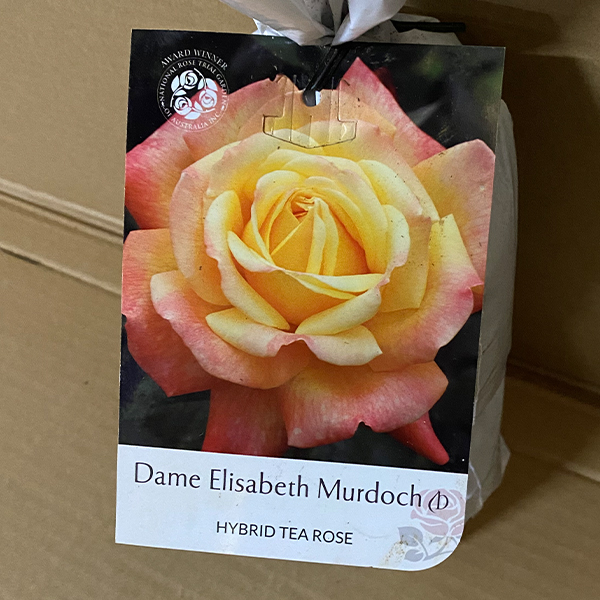 Rose Dame Elisabeth Murdoch (pbr)
