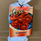 Rose Espresso