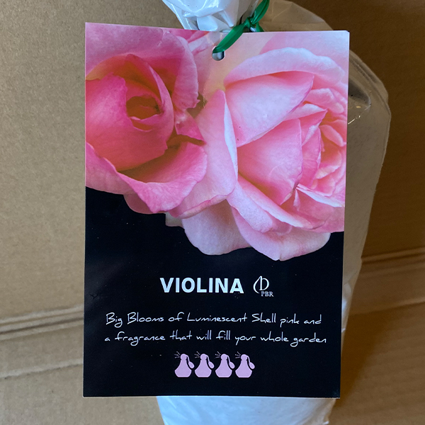 Rose Violina (pbr)