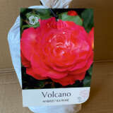Rose Volcano