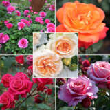 Showpiece Rose Collection 5 Roses Colrossco - Garden Express Australia