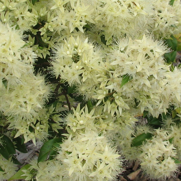 Tucker Bush- Syzygium Aniseed Myrtle