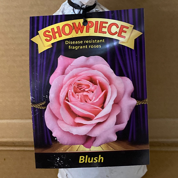 Rose Showpiece Blush (pbr)