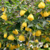 Abutilon Yellow Lpoabuyel - Garden Express Australia