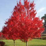Acer Autumn Red Treaceare - Garden Express Australia