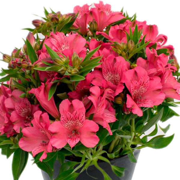 Alstroemeria Inca Candy