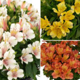 Alstroemeria Inca Collection 1 2024 Colalsico - Garden Express Australia