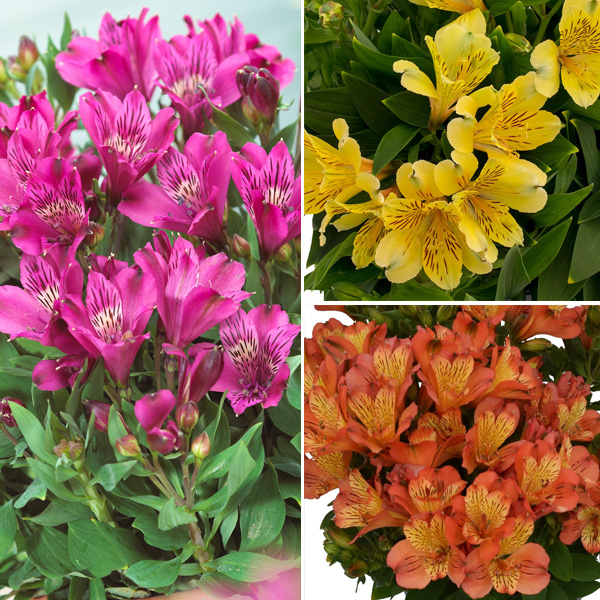 Alstroemeria Inca Collection 1- 3 Plants - Garden Express