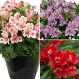 Alstroemeria Inca Collection 2 2024 Colalsic2 - Garden Express Australia