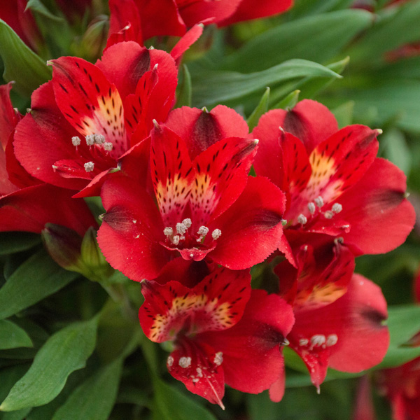 Alstroemeria Inca Fire