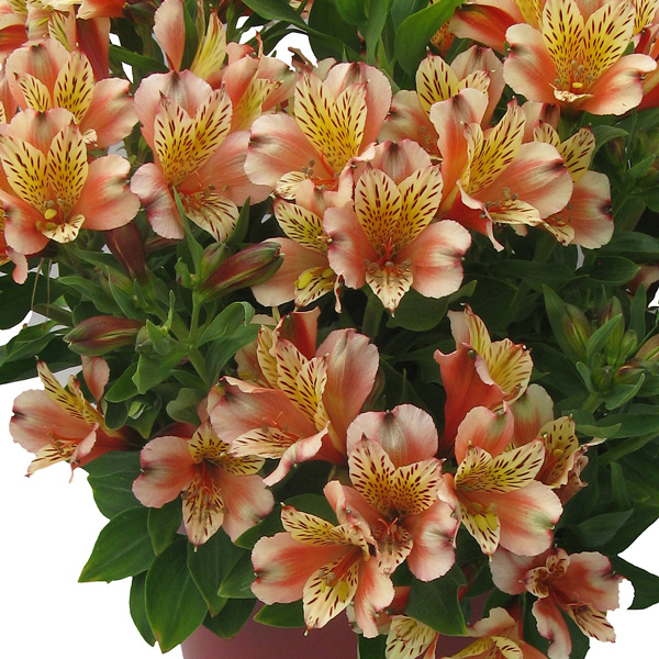 Alstroemeria Inca Husky