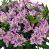 Alstroemeria Inca Ocean P68alsioc - Garden Express Australia