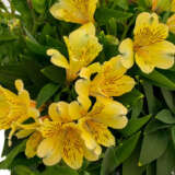 Alstroemeria Inca Rio P68alsiri - Garden Express Australia