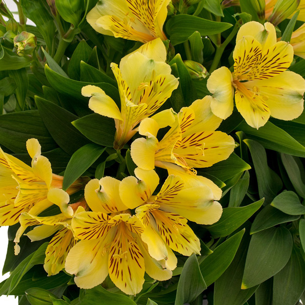 Alstroemeria Inca Rio