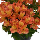 Alstroemeria Inca Safari