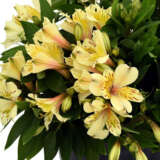 Alstroemeria Inca Sundance P68alsisd - Garden Express Australia