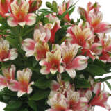 Alstroemeria Inca Sweety