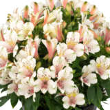 Alstroemeria Inca Tirol P68alsiti - Garden Express Australia