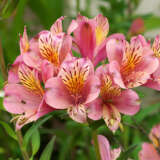 Alstroemeria Pink 2024 Pkalspin - Garden Express Australia
