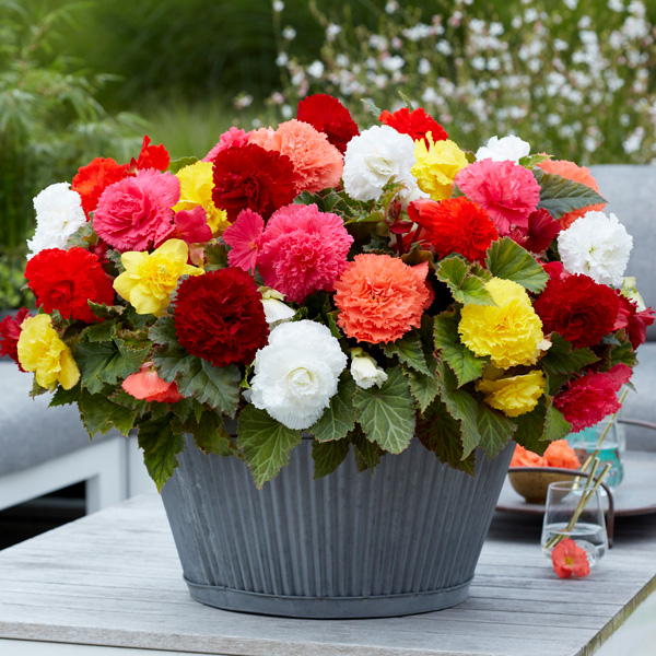 Begonia Ruffled Mixed