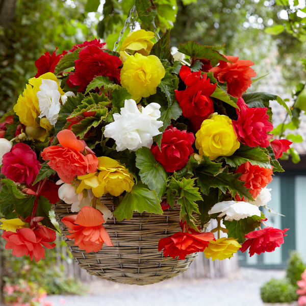 Begonia Sun Dancer Mixed