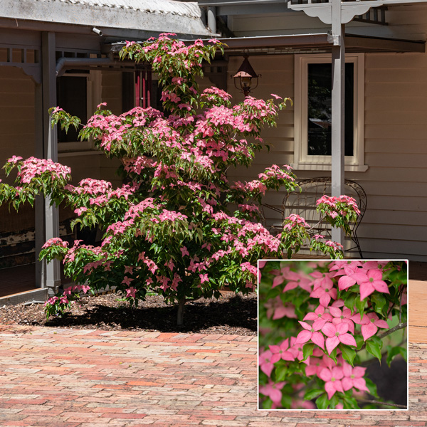 Cornus Kousa Scarlet Fire