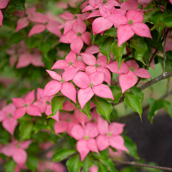 Cornus Kousa Scarlet Fire