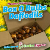 Daffodil Boxobulbs - Garden Express Australia