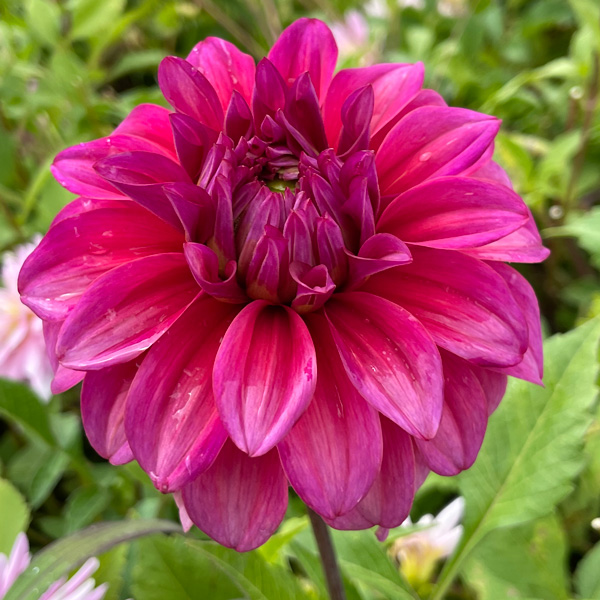 Dahlia Blue Hills Gold