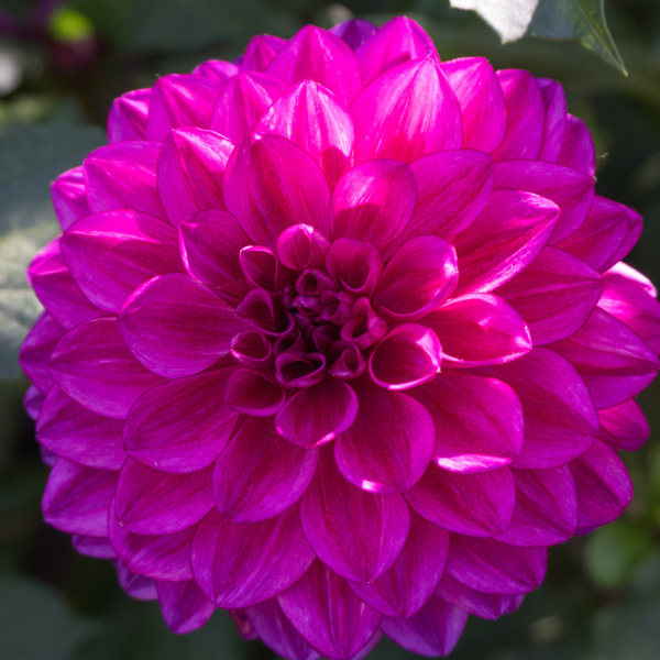 Dahlia Chad