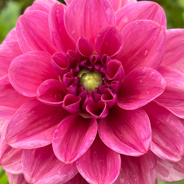 Dahlia Dusty Rose