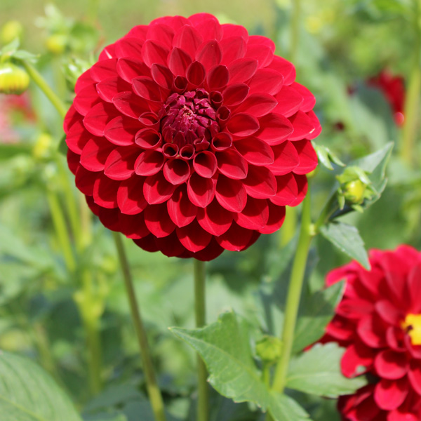 Dahlia Red Alert