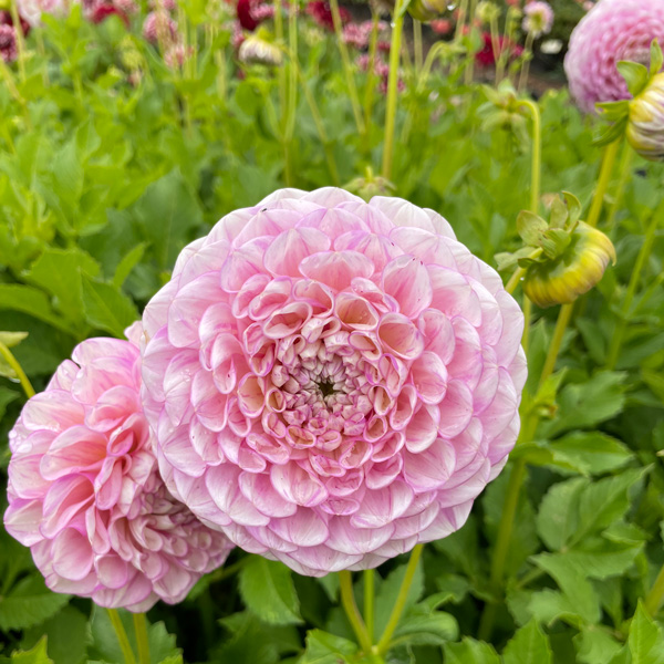 Dahlia Vintage Wine