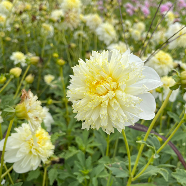 Dahlia Wendy A - Garden Express