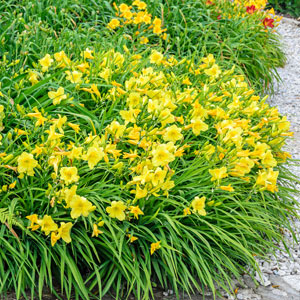 Daylily Stella D’oro Value Pack