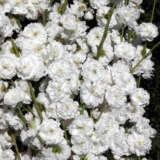 Dwarf Flowering Peach White Princess Trefpedwp - Garden Express Australia