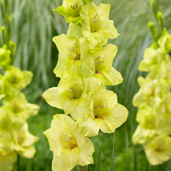 Gladioli Prima Verde