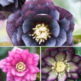Hellebore Double Collection