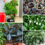 Indoor Plants Starter Pack 2 Colindspk - Garden Express Australia