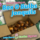 Box O Bulbs Jonquils