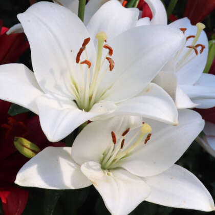 Liliums - Garden Express - Australia's Largest Online Nursery