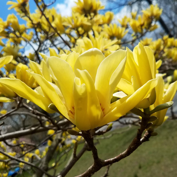 Magnolia Butterflies