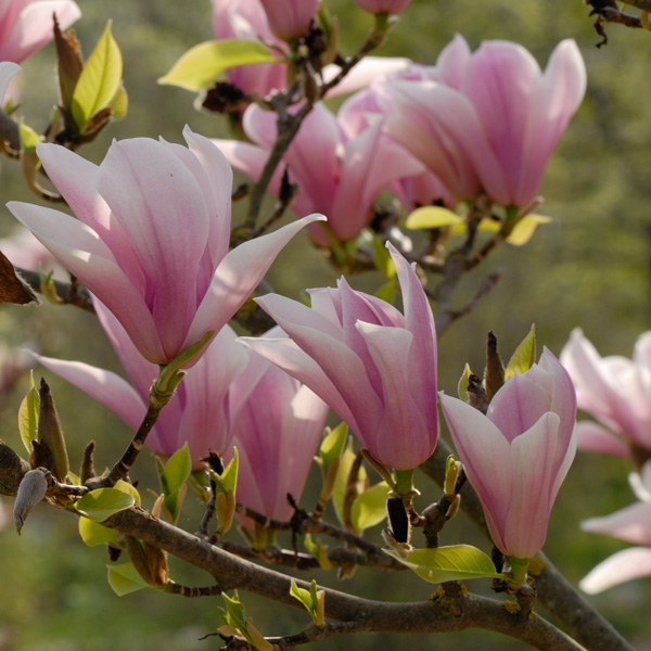 Magnolia Heaven Scent