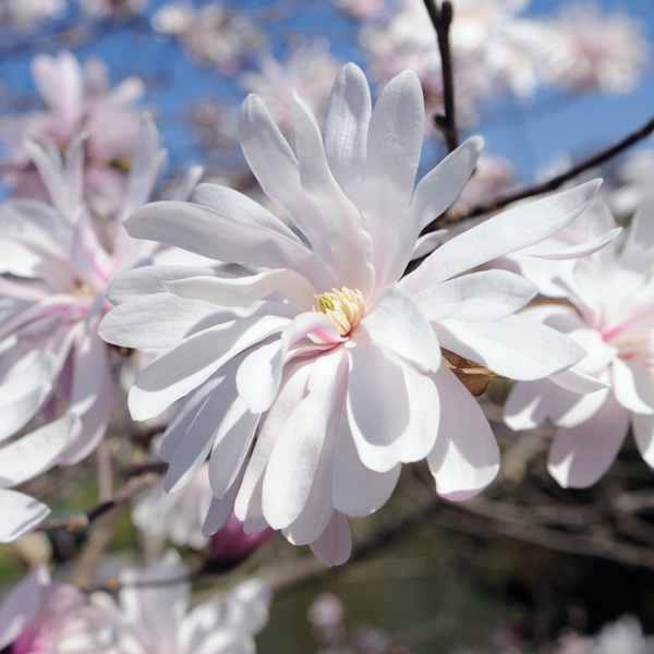 Magnolia Stellata