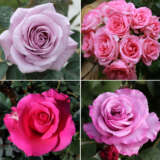 Rose Collections 2024
