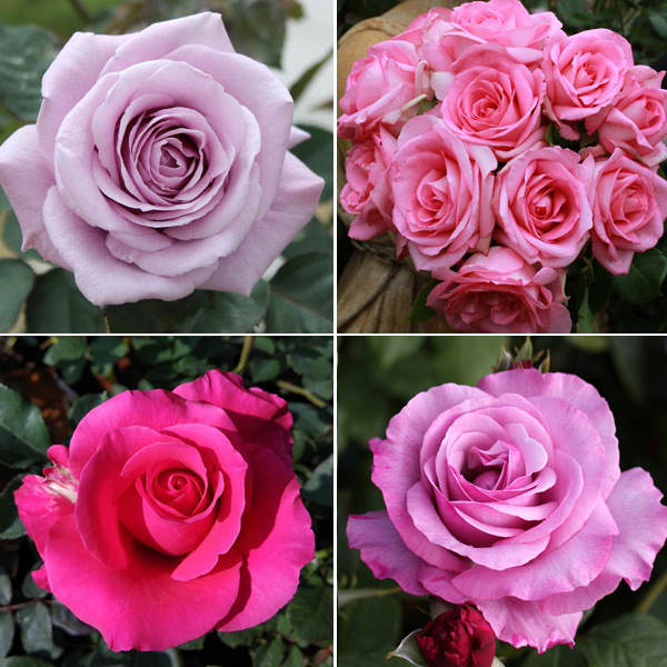 Rose Passion Collection – 4 Roses