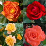 Rose Blaze Collection – 4 Roses