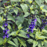 Salvia Black & Blue